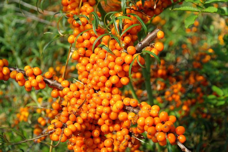 Rokitnik poradzi sobie z kilkutygodniową suszą. Dodatkową jego ozdobą, oprócz srebrzystych liści, są pomarańczowe lub czerwone owoce.