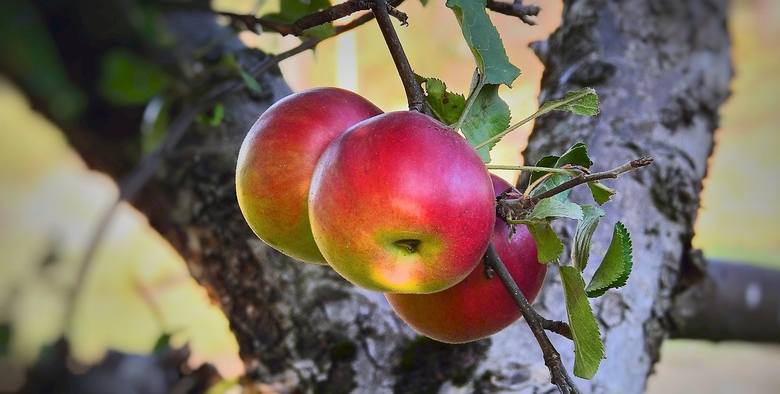 Ceny śliwek i jabłek w 2019 rosną, bo owoce redukuje susza, a wcześniej przymrozki w regionie