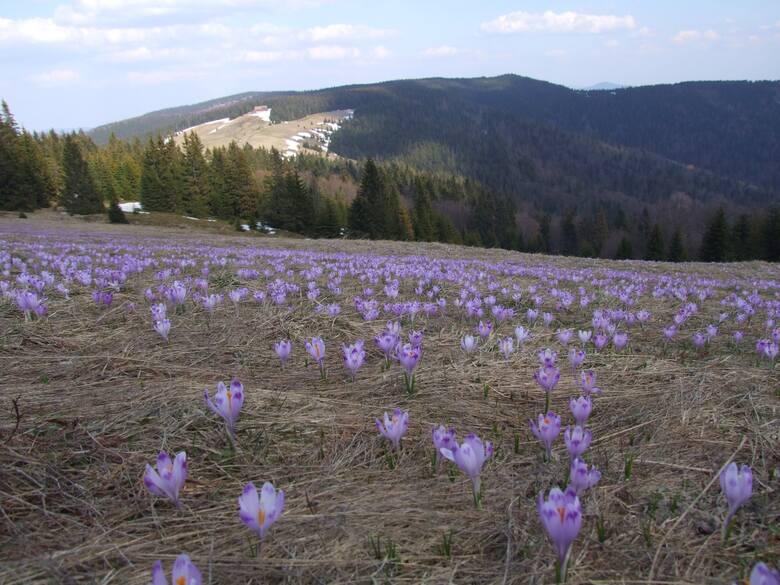 Góry wiosną w okolicy Nowego Targu