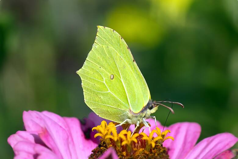 Motyle cytrynki są dość pospolite. Można je spotkać już bardzo wczesną wiosną.