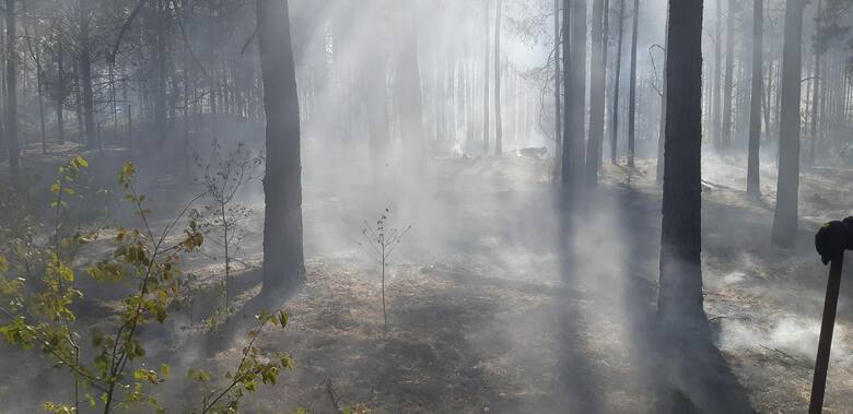 Pożar lasu przy granicy z Białorusią. Ponad 100 strażaków walczyło z żywiołem na obszarze 10 hektarów. Zobacz zdjęcia z miejsca pożaru
