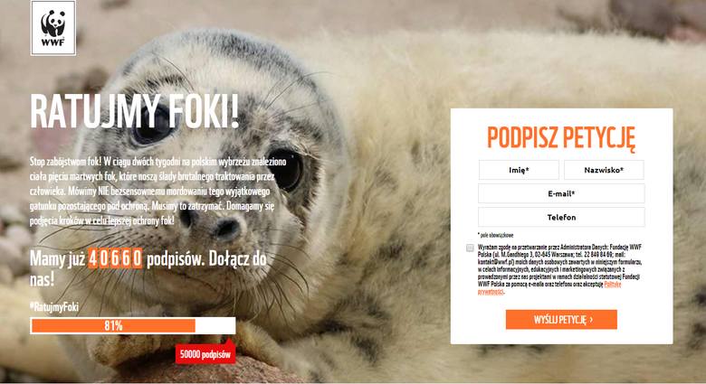 Ratujmy foki! Razem z WWF możesz przyczynić się do większej ochrony bałtyckich fok. Jak podpisać petycję? 