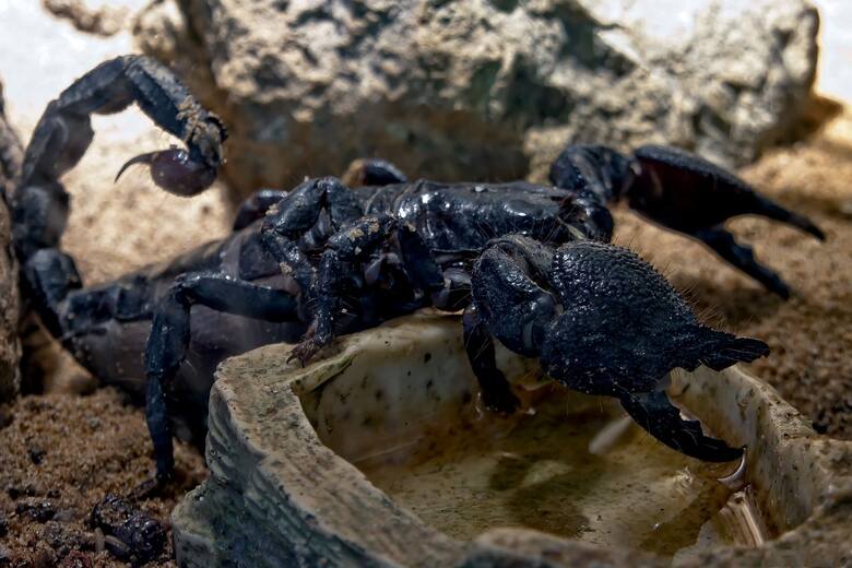 Skorpiony atakują Brazylijczyków. Ponad 185 tys. razy w ciągu roku