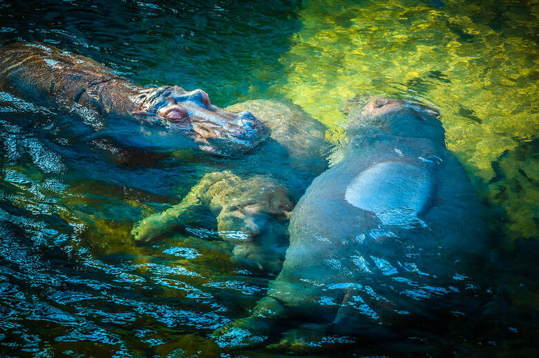 Hipopotamy wypoczywające w wodzie 