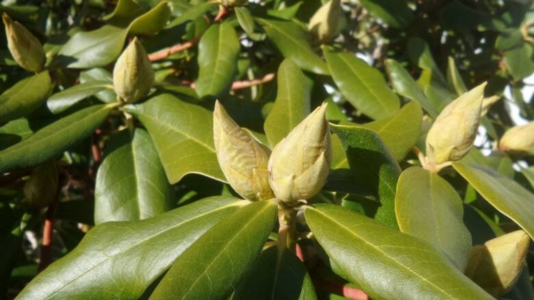 Jeśli nie ma mrozów, ale zima jest sucha, pamiętajmy o podlewaniu iglaków i innych roślin, które zachowują na zimę liście (np. rododendronów, mahonii