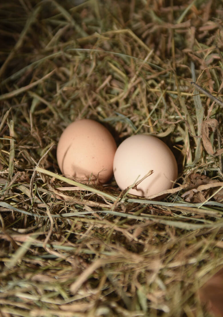 Wszystko o jajkach. Wiejskie czy ze sklepu? Jak je kupować, sprawdzać i przyrządzać
