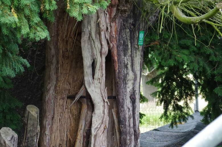 W Henrykowie Lubańskim znajduje się cis pospolity, który ma już 1286 lat i jest uznawany za najstarsze drzewo w Polsce