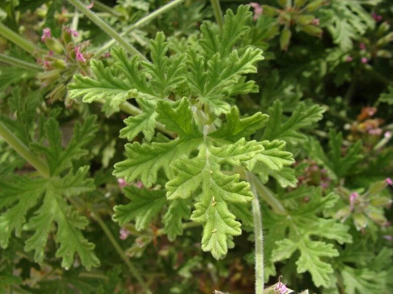 Geranium to ładna roślina, bardzo bogata w olejki eteryczne. Ma właściwości lecznicze, a jej zapach odstrasza komary.