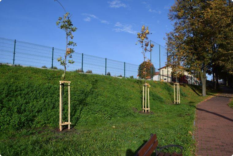 W parku w Myślachowicach posadzono nowe drzewa