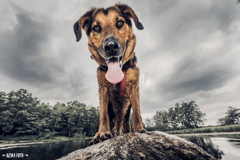Autor Dzikiej Foty przekonuje swoimi zdjęciami, że psy ze schroniska mogą być piękne. Za pomocą aparatu pomaga zwierzakom znaleźć kochający dom. - Gdy zawiąże się więź z psem, to dzieje się magia - mówi.  