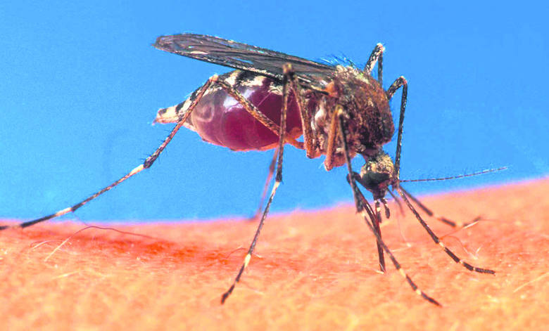 Komary na Śląsku: Nie ma deszczu - nie ma kąsania