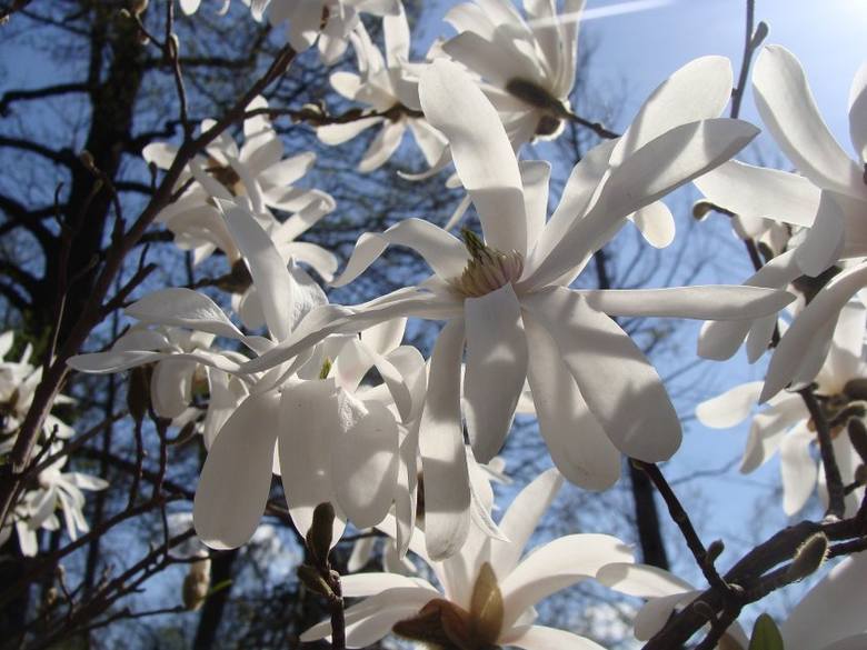 Kwiaty magnolii gwiaździstej 
