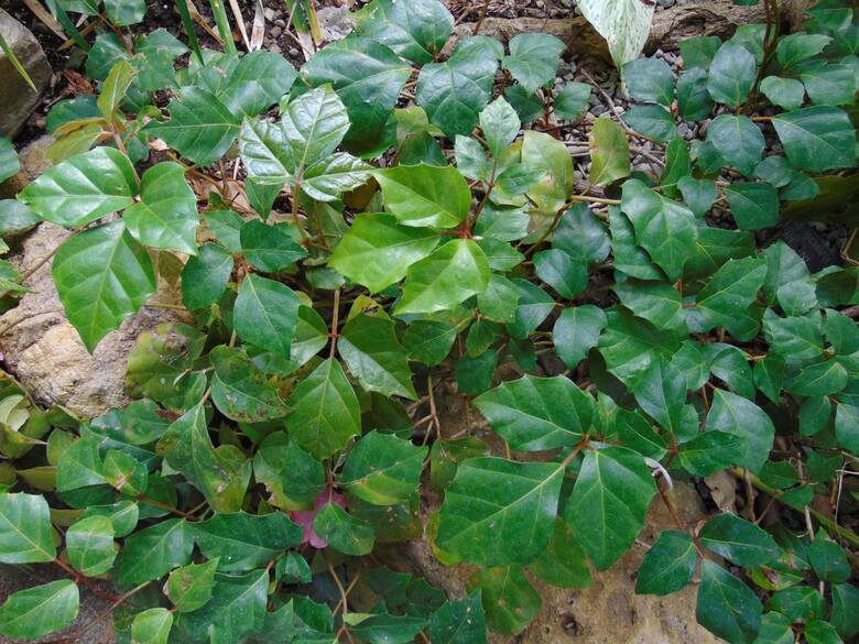 Cissus rombolistny ma liście podzielone na trzy części o romboidalnym kształcie. U odmiany Ellen Danica są mają one mocniej powycinane krawędzie.lic