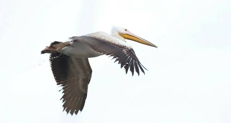 W kwietniu na zatorszczyźnie był inny egzotyczny gość pelikan różowy. Po kilku tygodniach odleciał na południe