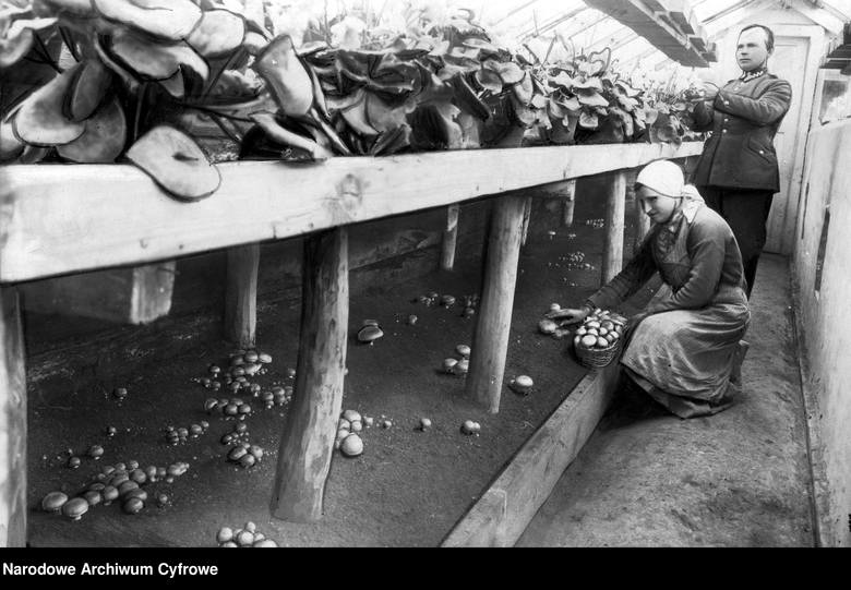 <strong>1935</strong><br /> <br /> Uprawa pieczarek w cieplarni Zakładów Ogrodniczych Garnizonu Równe - zbiór grzybów.<br />  <br />  