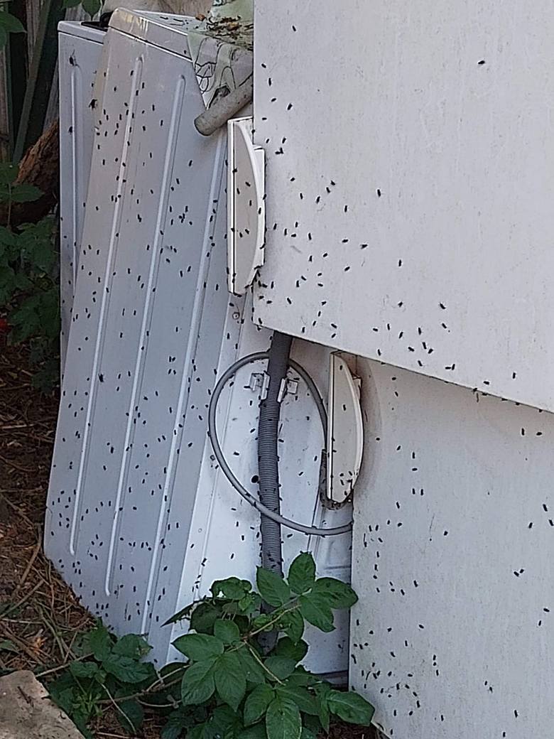 Mieszkańcy Pyrzan i Białczyka od lat nie mogą się pozbyć ogromnej ilości much
