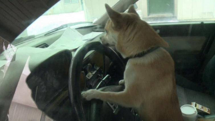 Chihuahua sprawcą stłuczki. Pies siedział za kierownicą (WIDEO)