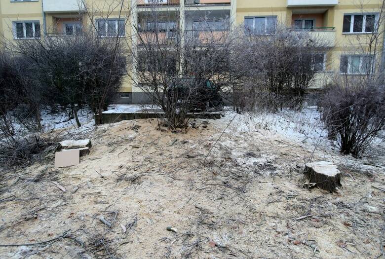 Wycinka drzew z niewielkiego terenu przy ul. Szymanowskiego rozpoczęła się w poniedziałek.