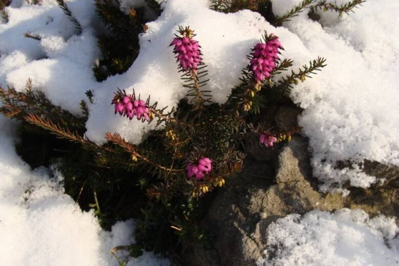 Wrzosiec jest bardzo łatwy w uprawie, a zimą jego kwiaty pięknie kontrastują ze śniegiem.