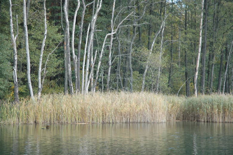 Jezioro Gryżyńskie przyciąga tych, którzy lubią ciszę, biegi i spacery po leśnych ścieżkach, łowienie ryb i zbieranie grzybów.