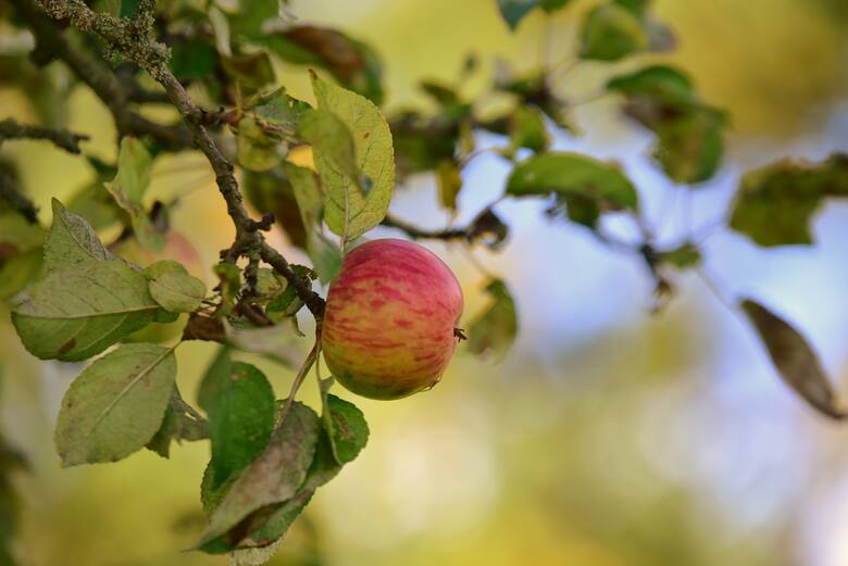 Czerwonopręgi Żółty Owczy Nos...jest smacznym jabłkiem, rosnacym w Parku Mużakowskim w Łęknicy
