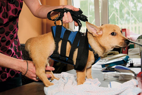 Specjalna uprząż rehabilitacyjna  pomaga psu stać na czterech łapach, a ćwiczenia stają się łatwiejsze.