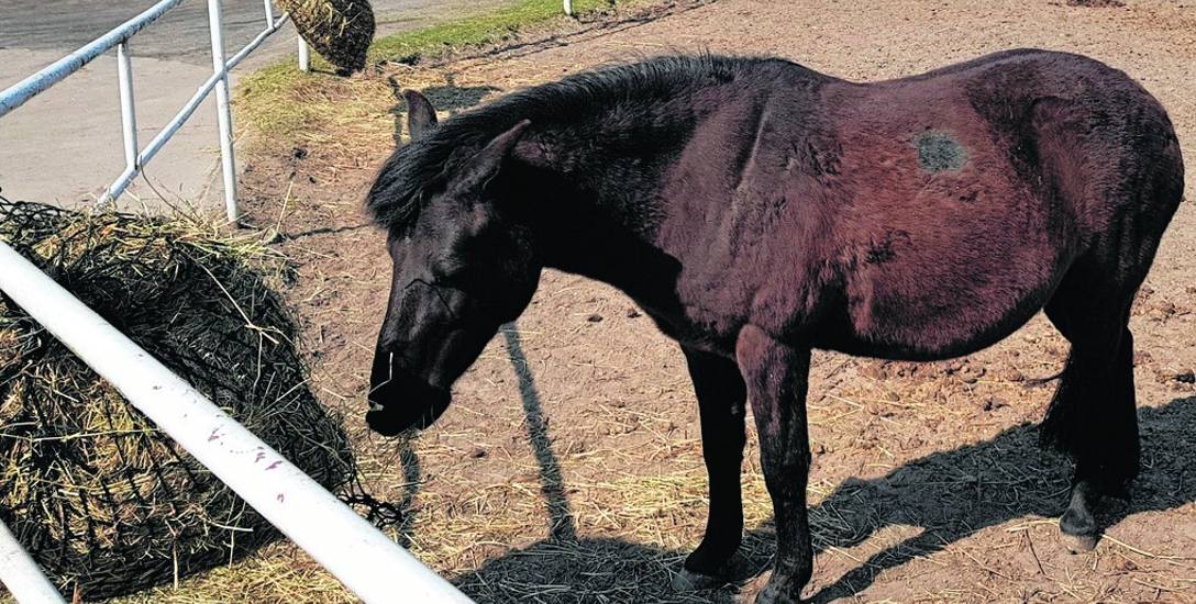Fundacja Nadzieja chce wydać część pieniędzy od podatników na wymianę ogrodzenia dla koni.