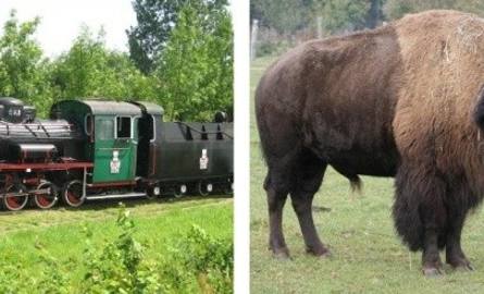 Od lewej: Ciufcia Express i bizon z Kurozwęk