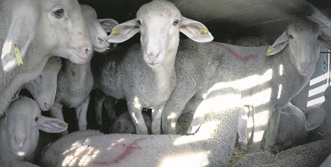 Zdjęcia upchniętych owiec pochodzą z transportu, którego legalność bada teraz prokuratura