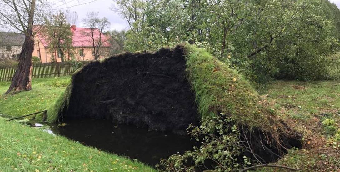 W gminie Deszczno orkan Ksawery wyrywał drzewa nie tylko z korzeniami, ale i z połacią ziemi