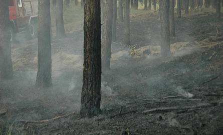 Pożar lasu koło Rzepina (zdjęcia Czytelnika, Łukasza Giniela)