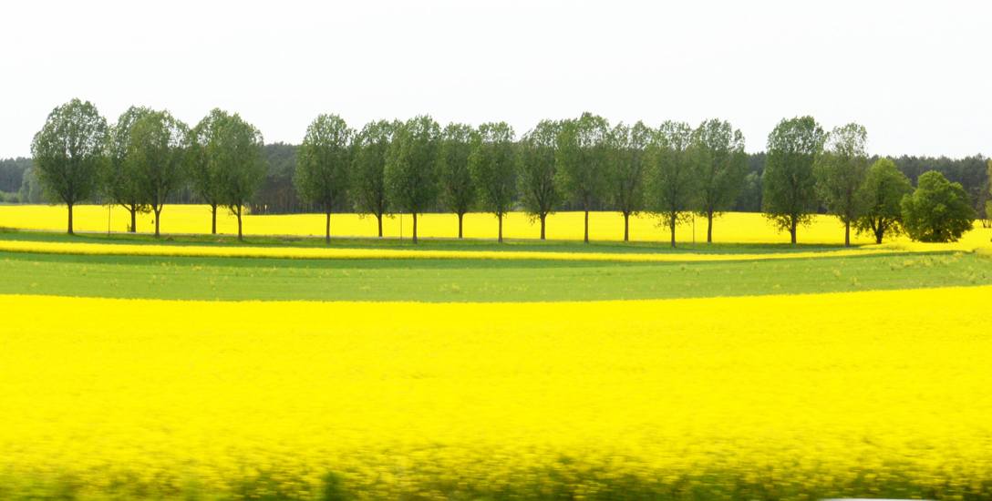 Producenci rzepaku mają nadzieję, że  rynek biopaliw w Polsce pozwoli im na stabilizację dochodów. Na cele żywnościowe tego surowca nie zabraknie.