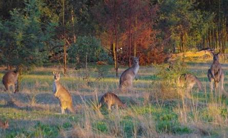 PS. A wszystko podglądały wieczorową porą moje kangurki. - pisze Stan Imosa.
