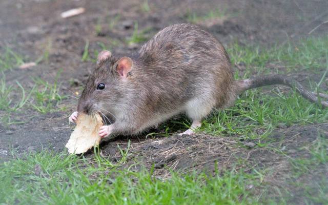 Szczury w Krakowie to problem zarówno Starego Miasta jak również Nowej Huty. Jedni dokarmiają, a inni mają kłopot