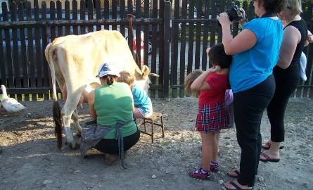 W gospodarstwie państwa Charów w Jasieniu można nauczyć się doić krowę.