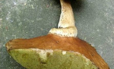 Niesamowity grzyb znaleziony w gminie Płoniawy Bramura (zdjęcia) 