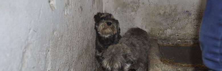 W 2015 roku hodowcom w Puszczykowie (powiat grodziski) fundacje prozwierzęce w asyście policji odebrały 53 psy, które żyły w skrajnie złych warunkac