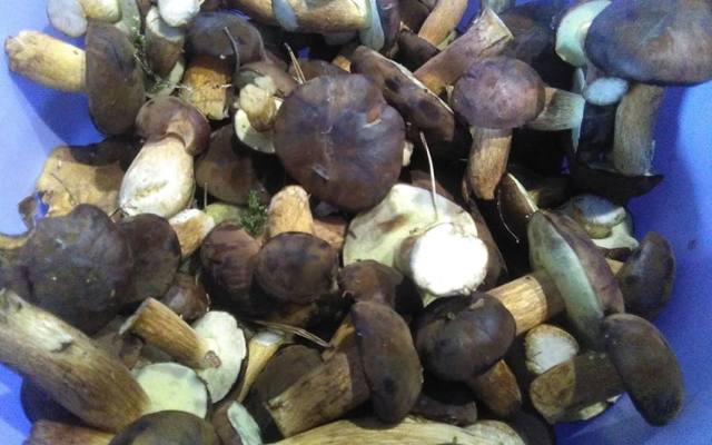 Gdzie są grzyby w Wielkopolsce? Są miejsca, gdzie grzybiarze zbierają po kilkadziesiąt kilogramów grzybów dziennie! Zobacz zdjęcia