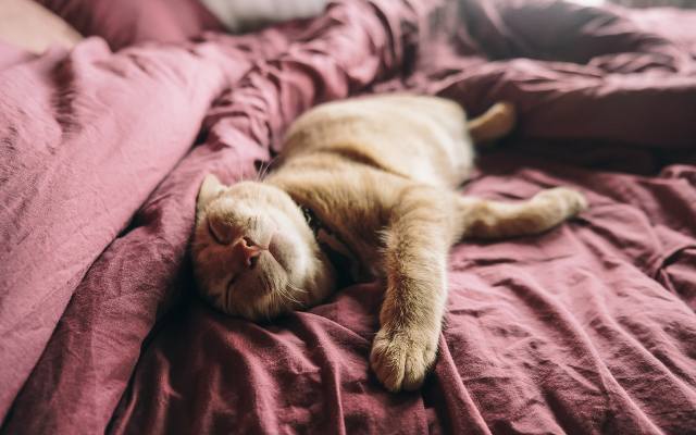 Śpisz z kotem w jednym łóżku? Nie dla wszystkich jest to bezpieczne. Poznaj plusy i minusy spania z mruczącym przyjacielem