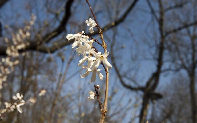 Abeliofylum koreańskie (łac. Abeliophyllum distichum, nazywane "białą forsycją") to krzew warty rozpowszechnienia. Polecamy go ze względu