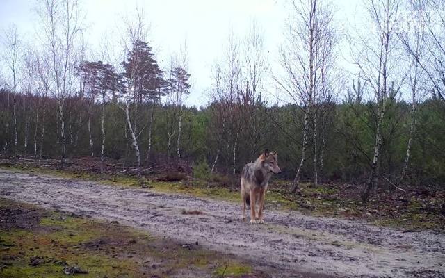 Wilki w lasach w Polsce. Przyrodnicy: nie bójmy się wilków. Wilki w województwie łódzkim to dowód, że przyroda się odradza 18.11.2023