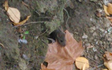 W Parku Wiosny Ludów szczury mają swoje gniazda przy zejściu do stawku, od strony placu zabaw.