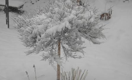 Zdjęcia zimy z Nowej Słupi nadesłał Czytelnik