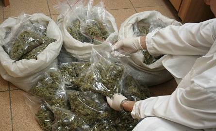 Członek mafii narkotykowej z Torunia złapany na granicy kraju z 12 kilogramami marihuany
