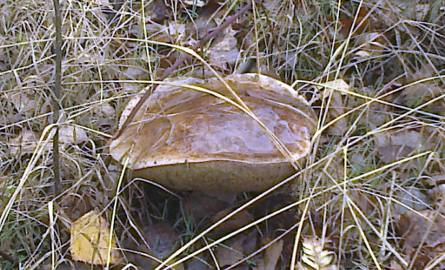 Gmina Sienno: wyjątkowe okazy grzybów i to po sezonie