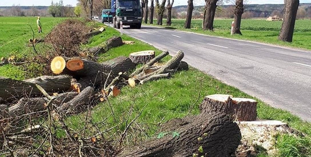 Pierwsze drzewa zostały ścięte ze względów bezpieczeństwa