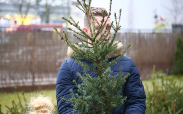 Poznań: Nie wyrzucaj choinki na śmietnik! Sprawdź, co możesz zrobić z żywym drzewkiem po świętach?