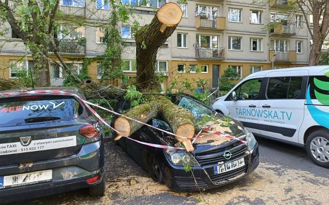 Kraków. Drzewo przygniotło samochody przy ul. Racławickiej. Dlaczego się złamało? 