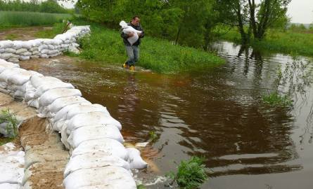 Latem kanałem w Laskach ledwie płynie woda, teraz, na skutek cofki, kanał wygląda jak rzeka.