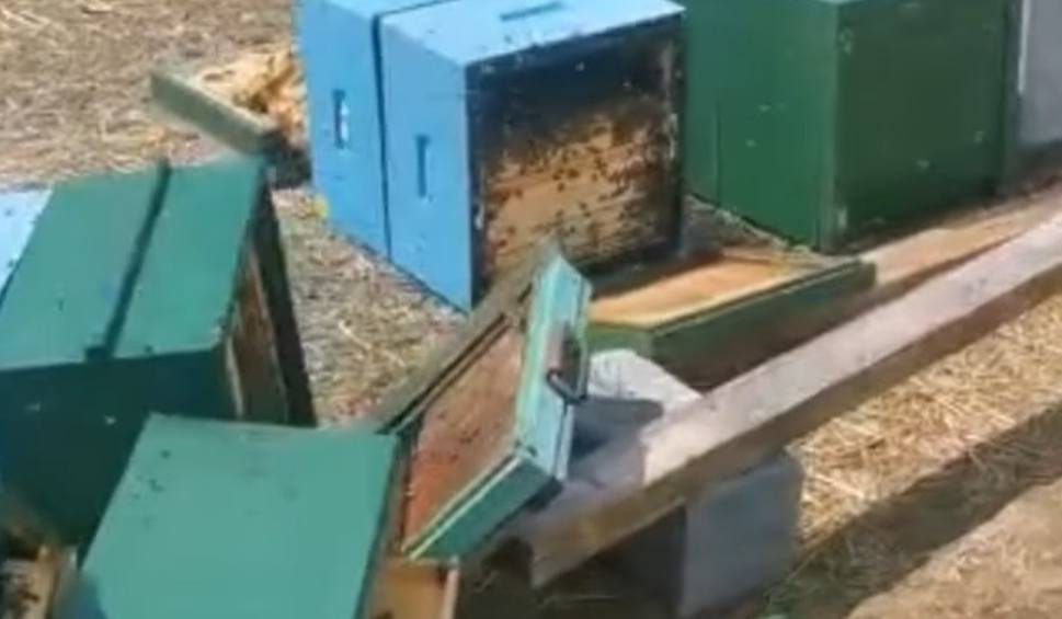 Film do artykułu: Skandaliczna dewastacja w miejscowości Łubie. Wandale zniszczyli 120 uli! Mogły zginąć miliony pszczół